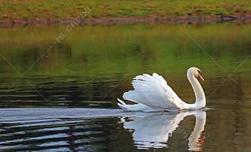 Gliding swan with feathers raised. Displaying.