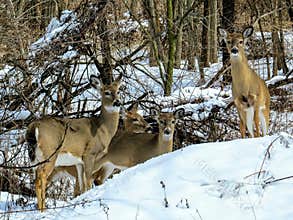 White Tailed Deer Family Together In The Snow