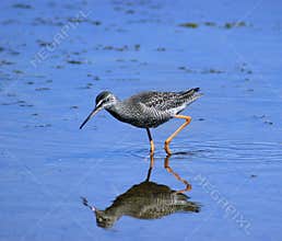 Spotted redshank