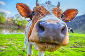 Close up cow portrait