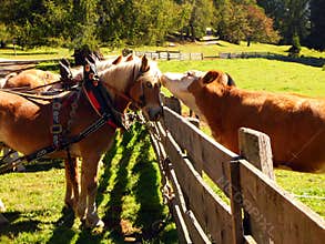Affectionate Cow Kissing a Horse