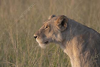 Close up of Lioness head as she looks to the left with evening sun shining on her fur