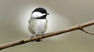 Chickadee Alone on A Branch Small Bird