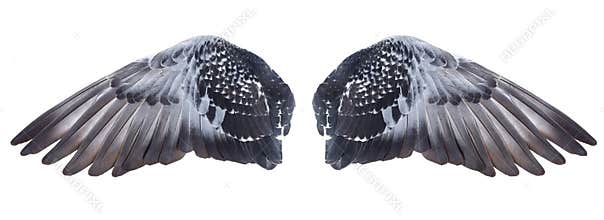 Wings