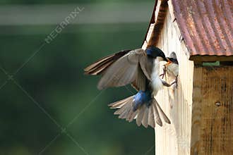 Tree Swallow Feeding Nestlings