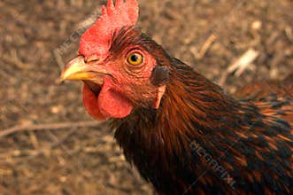 Barnevelder Chicken