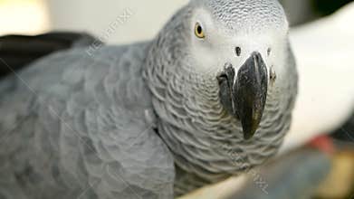 Red-tailed monogamous African Congo grey parrot. Companion Jaco is popular avian pet native to equatorial region.