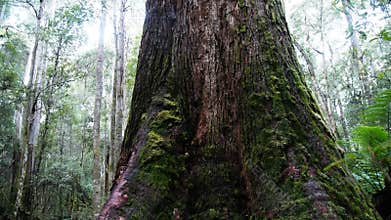 Giant swamp gum