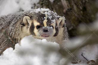 American Badger in Snow