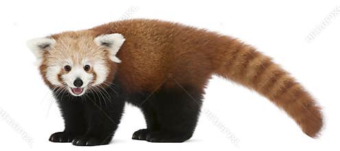Young Red panda or Shining cat, Ailurus fulgens, 7 months old