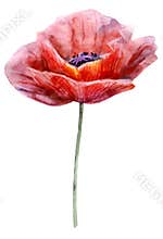 Watercolor poppy. The flower clipart isolated on a white background. Hand painted illustration for design prints.