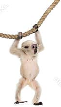 Young Pileated Gibbon, 4 months old, Hylobates Pileatus