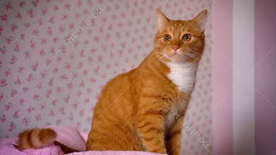 Cute playful red cat is sitting on pink bed at home and looking relaxed at room, satisfied cute home animal, indoor