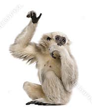 Young Pileated Gibbon, 1 year old, Hylobates Pileatus