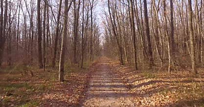 A walk in the deciduous autumn forest