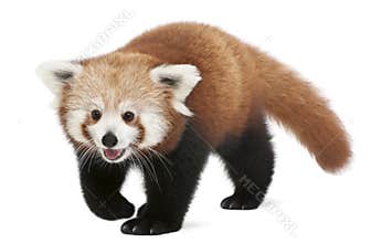 Young Red panda or Shining cat, Ailurus fulgens, 7 months old