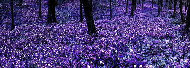 Spring snowflakes