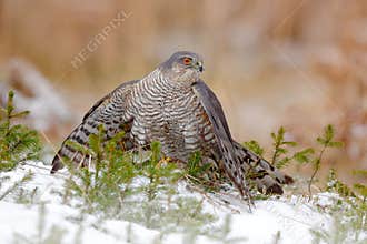 Eurasian sparrowhawk, Accipiter nisus, sitting on the snow in the forest with caught little songbird. Wildlife animal scene from