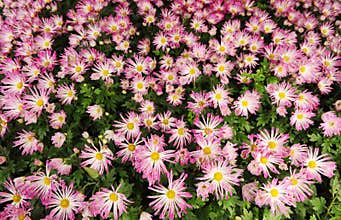 Spring flower bed