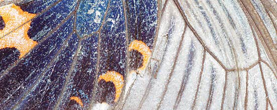 Butterfly wing background