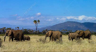 Family of elephants strolling through Samburu grasslands