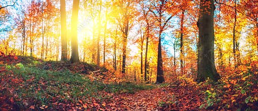 Panoramic autumn forest landscape