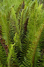 Fern leaves