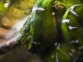 Green Snake sleeps while curled around a branch