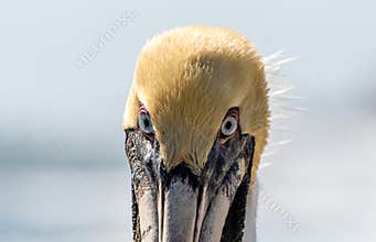 Brown pelican close up.