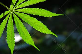 Marijuana Leaf