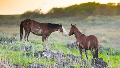 Horses greeting each other Easter Island