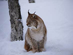 Lynx boreal, Narvik, Norway