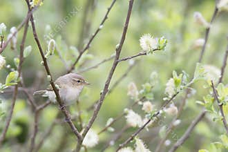 A common chiffchaff Phylloscopus collybita perched on a branch .With a beautiful light green coloured background with leafs and