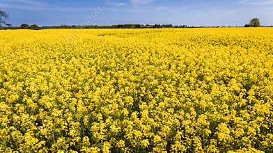 Farming. rapeseed field. Ireland