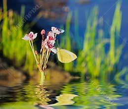 Landscape with yellow butterfly pink white flower and reflection