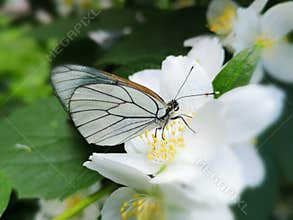 Closeup of a White Butterfly on a White Flower