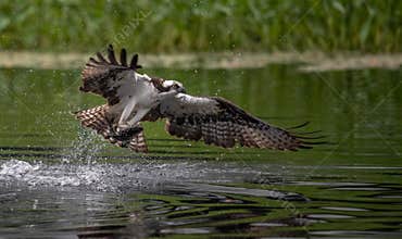 Osprey Fishing in Maine