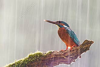 Male common kingfisher in heavy rain with sun shining from behind.