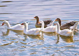 White and Grey Geese oca padovana swimming in a small lake