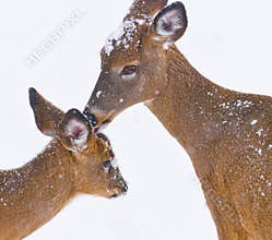 White Tailed Deer odocoileus Virginians licking off snow on her fawn