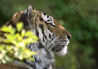 Siberian tiger in dappled shade