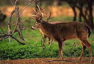 Whitetail Buck in Rut