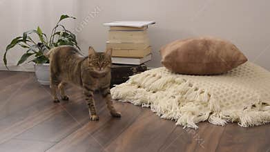 Domestic European breed cat stretching indoor living room with old vintage suitcase, potted plant and woolen handmade blanket on