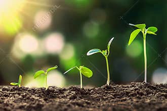 young plant growing step in nature