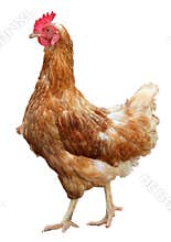Beautiful Brown hen isolated on white background.