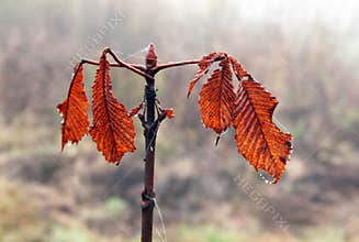 Orange Autumn