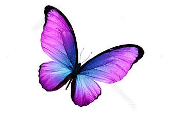 Beautiful purple butterfly isolated on white background