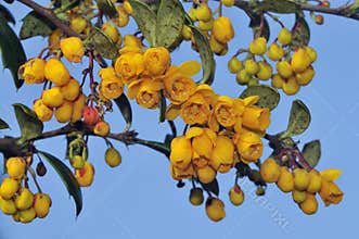 Barberry Flowers