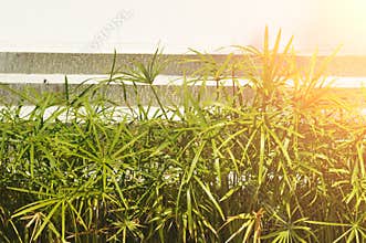 Green umbrella palm bush Cyperus alternifolius against sky with sunlight