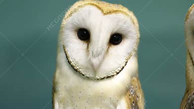 Head of beautiful barn owl